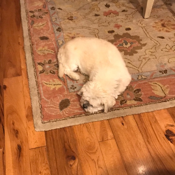 Meet your Posher, Robin - Picture 1 of 1